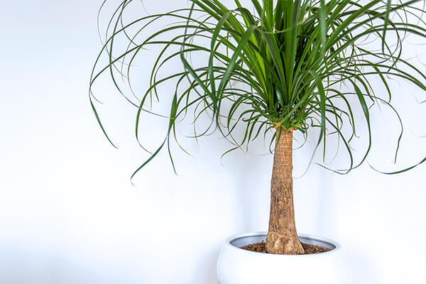 ponytail palm summerwinds arizona